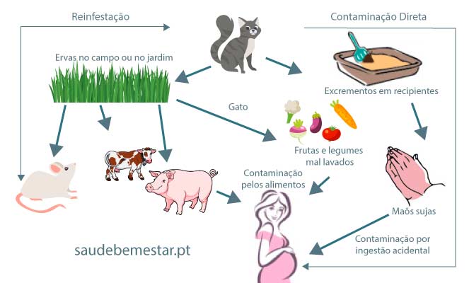 COMO PEGA TOXOPLASMOSE